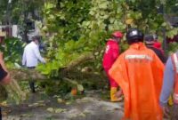 Wali Kota Pontianak Edi Rusdi Kamtono turun langsung melihat proses evakuasi pohon tumbang di Jalan HOS Cokroaminoto/Prokopim 