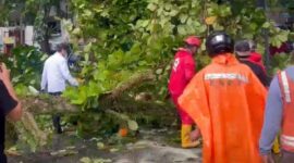 Wali Kota Pontianak Edi Rusdi Kamtono turun langsung melihat proses evakuasi pohon tumbang di Jalan HOS Cokroaminoto/Prokopim 