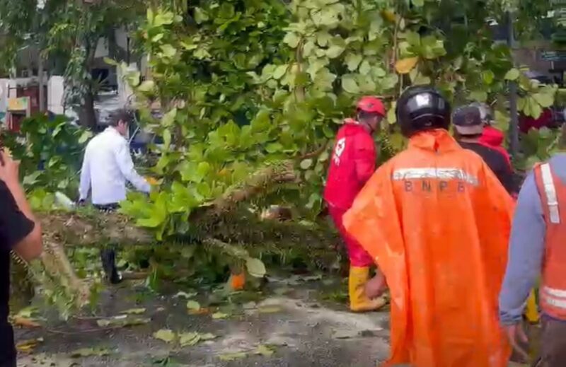 Wali Kota Pontianak Edi Rusdi Kamtono turun langsung melihat proses evakuasi pohon tumbang di Jalan HOS Cokroaminoto/Prokopim 