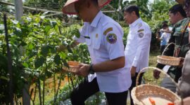 Wali Kota Pontianak Edi Rusdi Kamtono memanen cabai yang dilaksanakan secara serentak dengan Kabupaten Kubu Raya dan Kabupaten Mempawah di wilayah masing-masing.