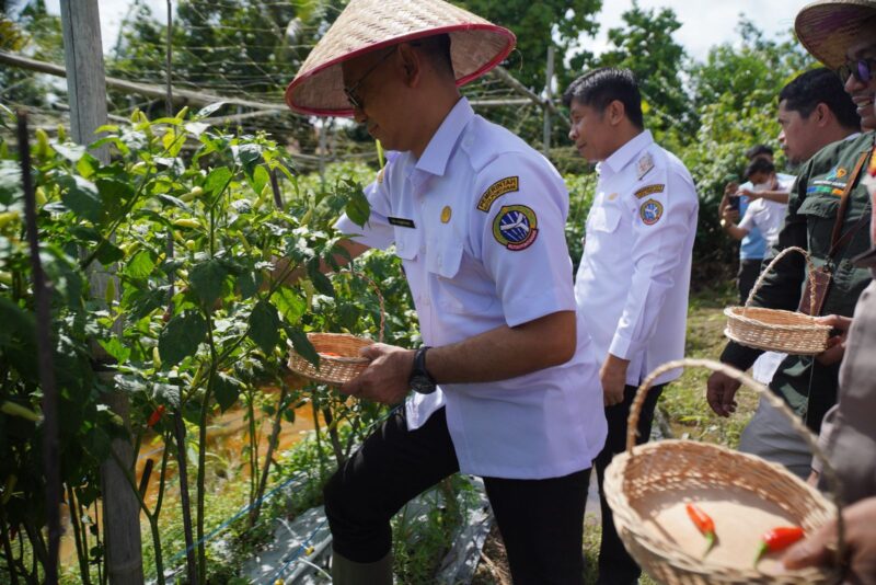Wali Kota Pontianak Edi Rusdi Kamtono memanen cabai yang dilaksanakan secara serentak dengan Kabupaten Kubu Raya dan Kabupaten Mempawah di wilayah masing-masing.