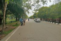 Cuaca ekstrem berpotensi mengakibatkan pohon rawan tumbang. 