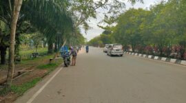 Cuaca ekstrem berpotensi mengakibatkan pohon rawan tumbang. 