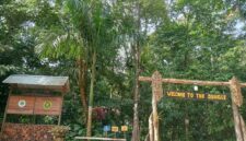 kawasan hutan aboretum sylva Untan yang masih asri dan terjaga kelestariannya