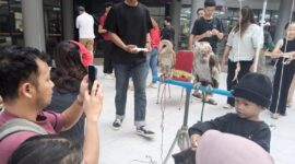 Kehadiran satwa unik koleksi dari komunitas Independent Exotic Pets mencuri perhatian pengunjung Mal Gaia