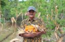Ketua Kelompok Tani Flora Sumber Lestari, Abdul Hamid menunjukkan hasil panen jagungnya