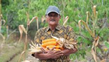 Ketua Kelompok Tani Flora Sumber Lestari, Abdul Hamid menunjukkan hasil panen jagungnya