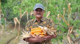 Ketua Kelompok Tani Flora Sumber Lestari, Abdul Hamid menunjukkan hasil panen jagungnya