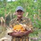 Ketua Kelompok Tani Flora Sumber Lestari, Abdul Hamid menunjukkan hasil panen jagungnya